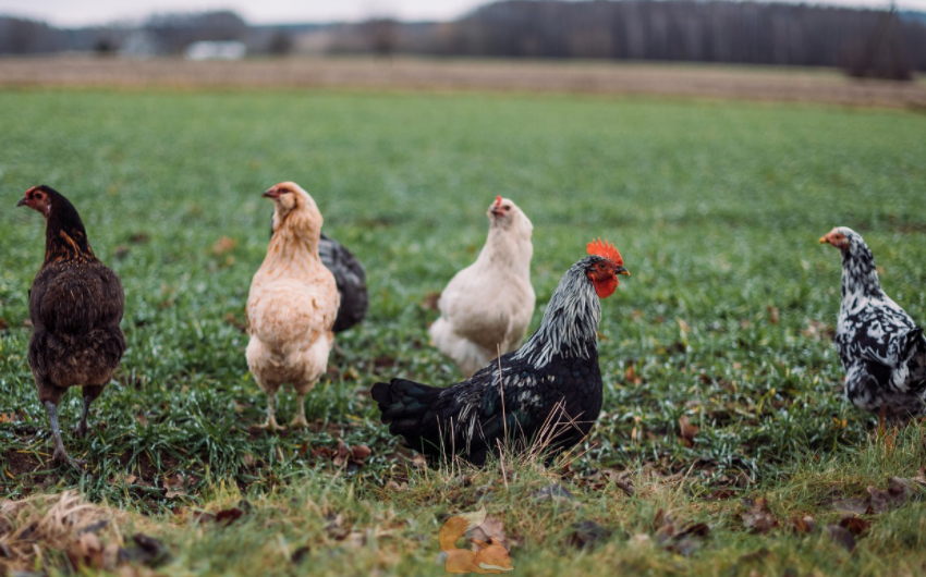 5天创万元营收，打响第一炮！益野农场进军社交电商